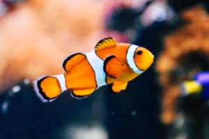 锦鲤身上有白点，白霉怎么治